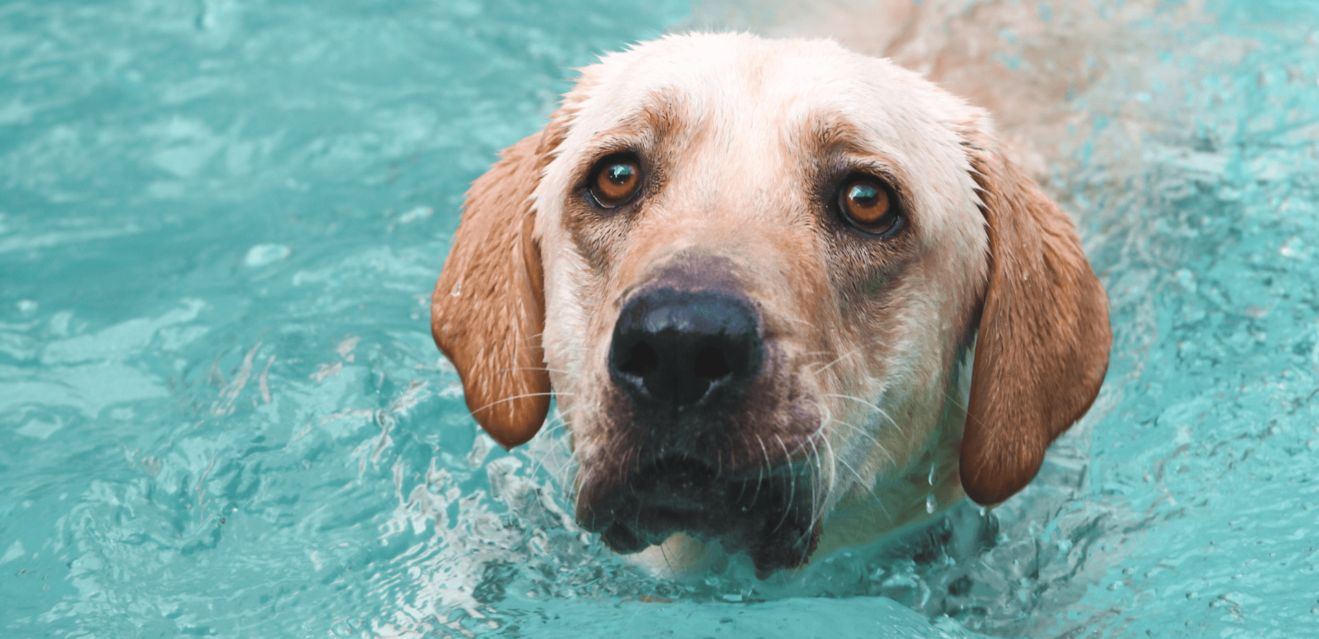 Instalaciones de Pethouse 11